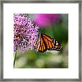 Monarch On Allium Framed Print