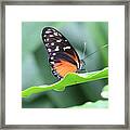 Monarch On Green Leaf Framed Print