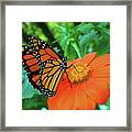 Monarch On Mexican Sunflower Framed Print