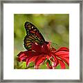 Monarch On Red Zinnia Framed Print