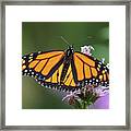 Monarch On Spiked Blazing Star Framed Print