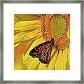 Monarch On Sunflower Framed Print
