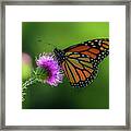 Monarch On Purple Canada Thistle Framed Print