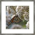 Monarch Pink Framed Print
