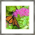 Monarch Pretty In Pink Framed Print