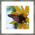 Monarch With Sunflower Framed Print