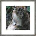 Monkey Business Framed Print