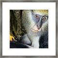 Monkey With His Mango Framed Print