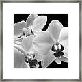 Monochrome Orchid Framed Print