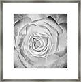 Monochrome Rose Framed Print