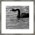 Monochrome Swimming Black Swan  000 Framed Print