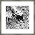 Moo Ving Framed Print