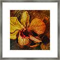 Mood Of The Orchid Framed Print