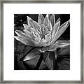 Moonlit Water Lily Bw Framed Print