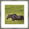 Moose Calf Determination Framed Print