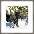 Moose In Snow Framed Print