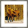 Moose In The Morning Framed Print
