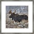 Moose In The Snowy Brush Framed Print