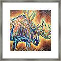 Moose Madness Framed Print