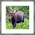 Moose Trail Framed Print