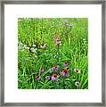 Moraine Hills Shelley Kelly Prairie Wildflowers Framed Print