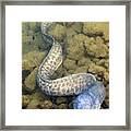 Moray Eel Framed Print