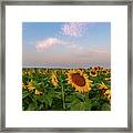 Morning Along The Sunflower Fields Framed Print