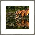 Morning At The Water Hole Framed Print