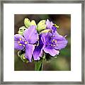 Morning Beauty Framed Print