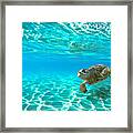 Morning Cruiser Framed Print