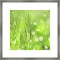 Morning Fairies. Green World Framed Print