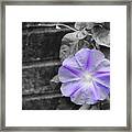 Morning Glory Flower Framed Print