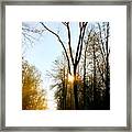 Morning Mood In The Forest Framed Print