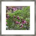 Morning Stretch Framed Print