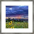 Morning Surprise Framed Print