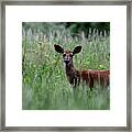 Morninng Deer Framed Print