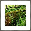 Moss Covered Log 2 Framed Print