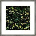 Moss In Colors Framed Print
