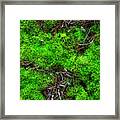 Moss On The Hillside Framed Print
