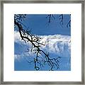 Mossy Branches Skyscape Framed Print