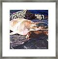 Mother And Child Sea Lion Framed Print