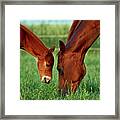 Mother And Foal 3377 H_2 Framed Print