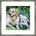 Mother And Pup Framed Print