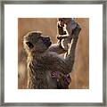 Mother Baboon Lifts Child Framed Print