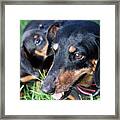 Mother Dachshund And Puppy Framed Print