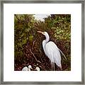 Mother Egret And Nestlings Framed Print