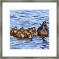 Mother Mallard And Her Ducklings Framed Print