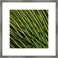 Mother Nature's Abstract Framed Print