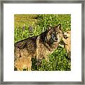 Mother Wolf With Two Cubs Framed Print