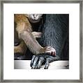 Motherhood - Primate Framed Print